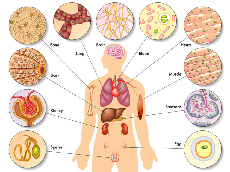 The anatomy of the cells in the human body. Photo: depositphotos.com