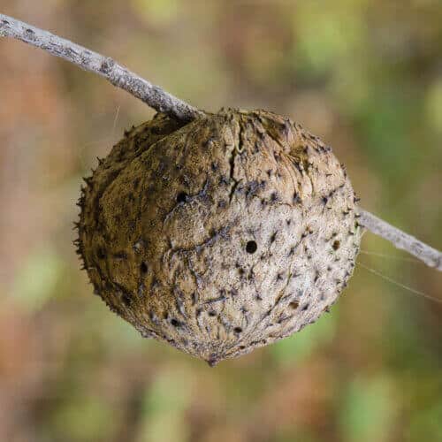 Epetz: A benign growth on an oak tree branch. Source: Franco Folini, Wikimedia