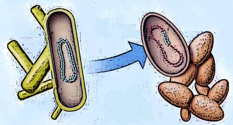 Horizontal gene transfer. The genetic information is transferred between individuals who are not related to each other and can even belong to another species