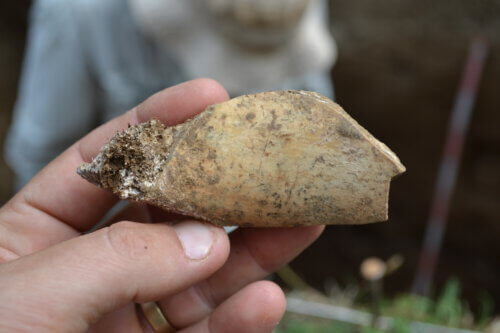 Bone with cutting marks from the field. Photo: belonging to Dr. Malinsky-Buler