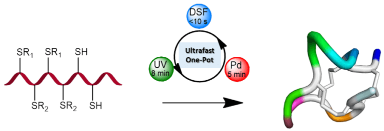6. In the diagram: closing of three different rings in a protein through the selective and rapid creation of sulfur-sulfur bonds with the innovative use of ultraviolet light, palladium and the disulfiram molecule (DSF). Illustration: Prof. Ashraf Barik's lab, Technion
