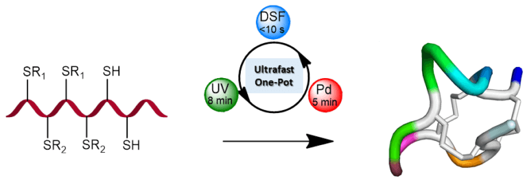 6. في الرسم البياني: إغلاق ثلاث حلقات مختلفة في البروتين من خلال الإنشاء الانتقائي والسريع لروابط الكبريت مع الاستخدام المبتكر للأشعة فوق البنفسجية والبلاديوم وجزيء الديسفلفرام (DSF). رسم توضيحي: معمل البروفيسور أشرف باريك، التخنيون
