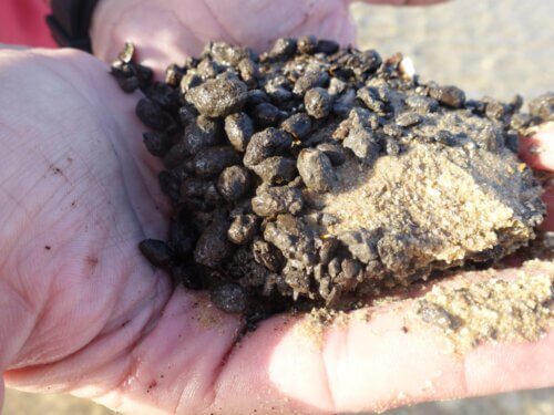 A handful of olive pits from the facility at the Carmel forging site (photo by Ehud Galili)