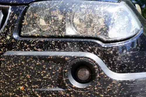 A swarm of hexagons is crushed into a passing car. Photo: shutterstock