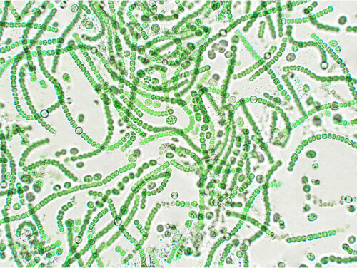 חיידקים פוטוסינתטיים (ציאנובקטריה). מקור החמצן שנפלט לאטמוספרה בזמן מהפכת החמצן