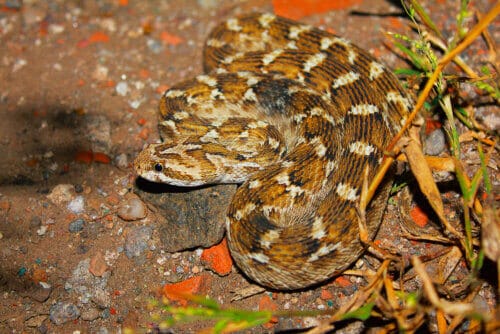 viper snake Filmed in Rajasthan, India. Image: depositphotos.com