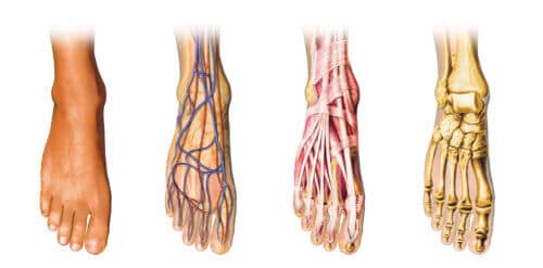 The anatomy of the foot. Image: depositphotos.com