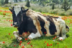 פרה בשדה כלניות בצפון הארץ. איור: depositphotos.com