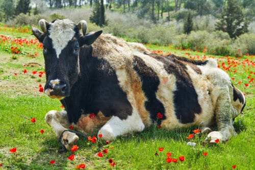 A cow in an anemone field in the north of the country. Image: depositphotos.com