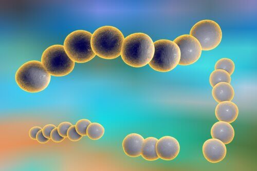 Streptococcus bacteria. Image: depositphotos.com