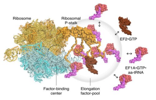 A model of the translating ribosomes and the elongation factors. The localized accumulation of translation factors contributes to efficient protein synthesis within a dense intracellular environment.