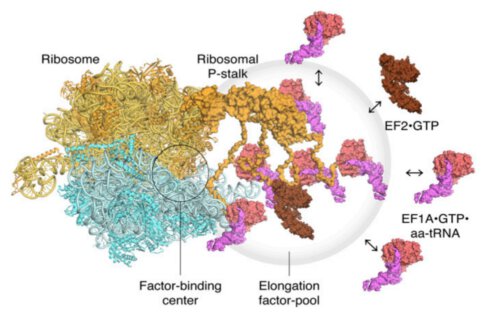 מודל של הריבוזומים המתרגמים ופקטורי ההארכה. המצבור הנקודתי של פקטורי התרגום תורם לסינתזת חלבונים יעילה בתוך סביבה פנים-תאית צפופה.