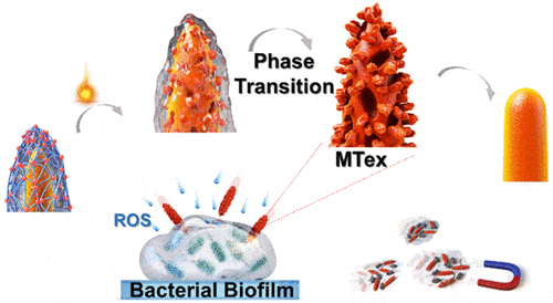 Schematic description of the mechanism by which a bacterial biofilm is destroyed by reactive oxygen species