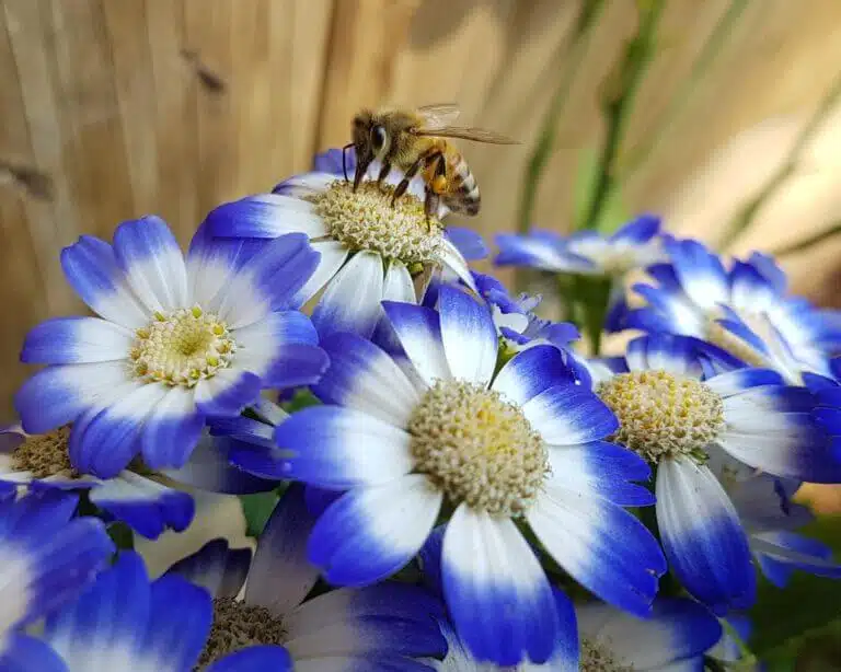 A bee on a blue and white flower. Photography by Boaz Ben Zeev
