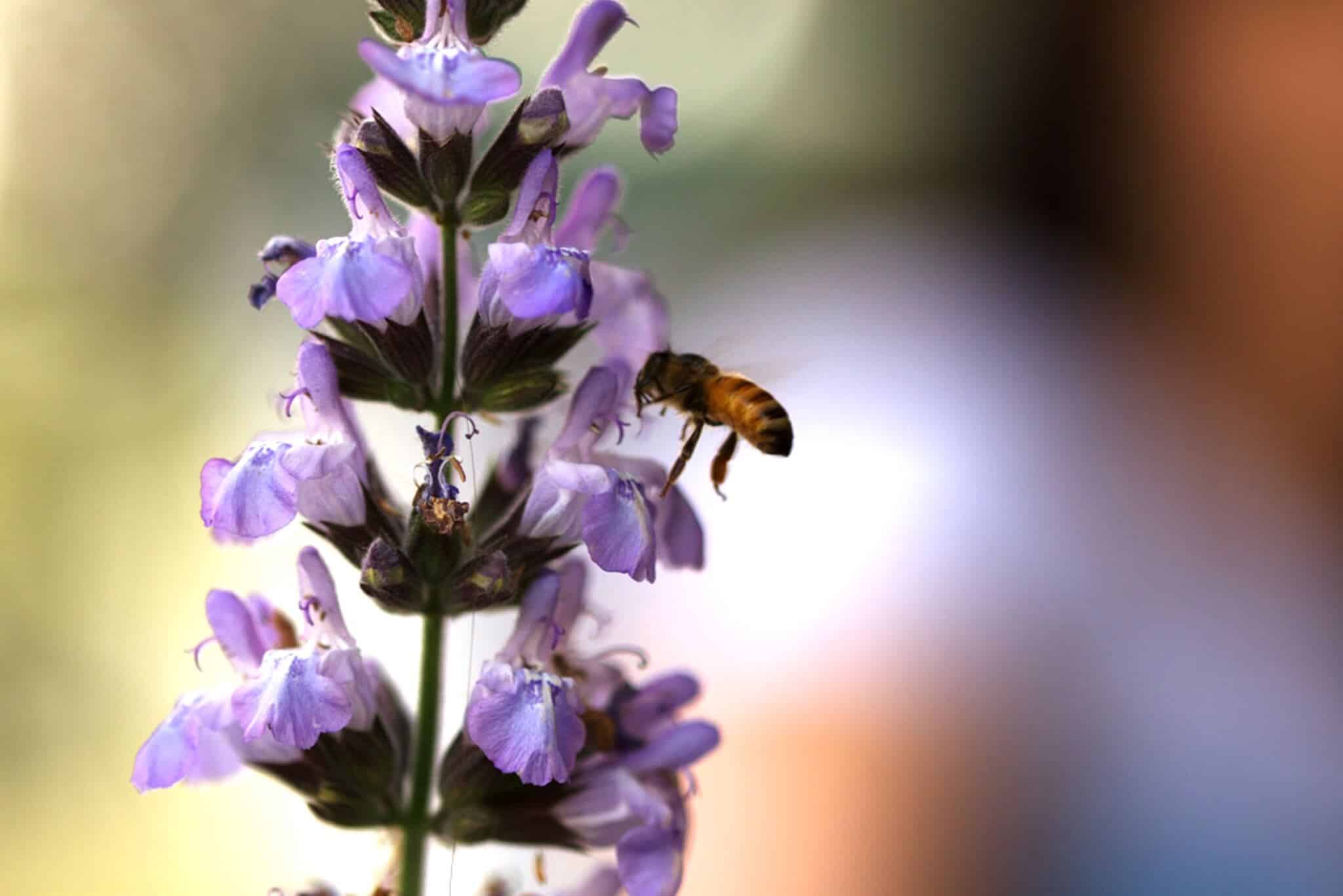 Bee on blue flowers. Photography by Zafir Nir