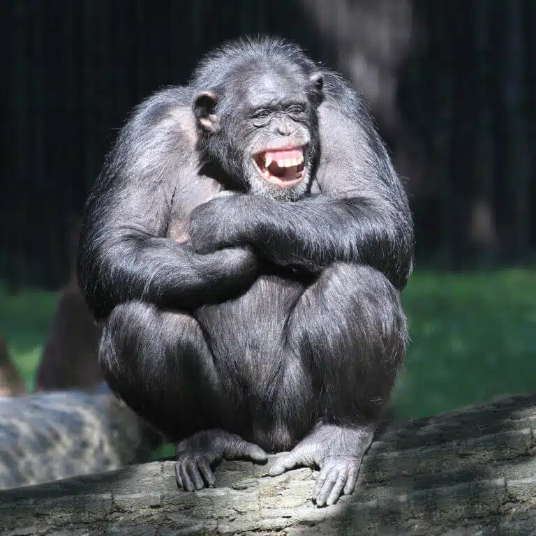 A smiling chimpanzee. Image: depositphotos.com