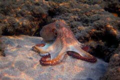 תמנון אדום מתחפר בחול בשונית האלמוגים בים סוף. איור: depositphotos.com