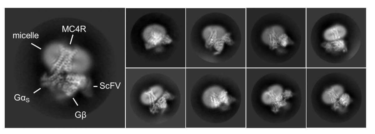 Different perspectives on the MC4 receptor while bound to stemalnotide and connected to proteins activated following drug binding. Photographed using a cryogenic electron microscope