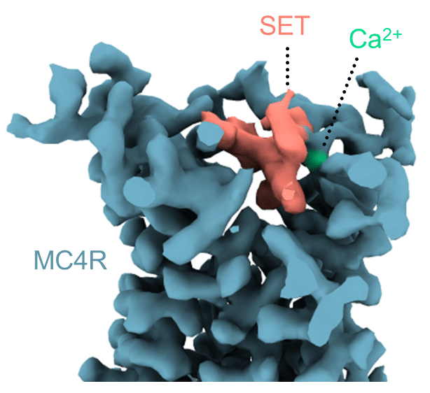 מבנה תלת-ממדי של מולקולת התרופה סטמלנוטיד (ורוד) ויון סידן (ירוק) בכיס הקישור של קולטן ה-MC4