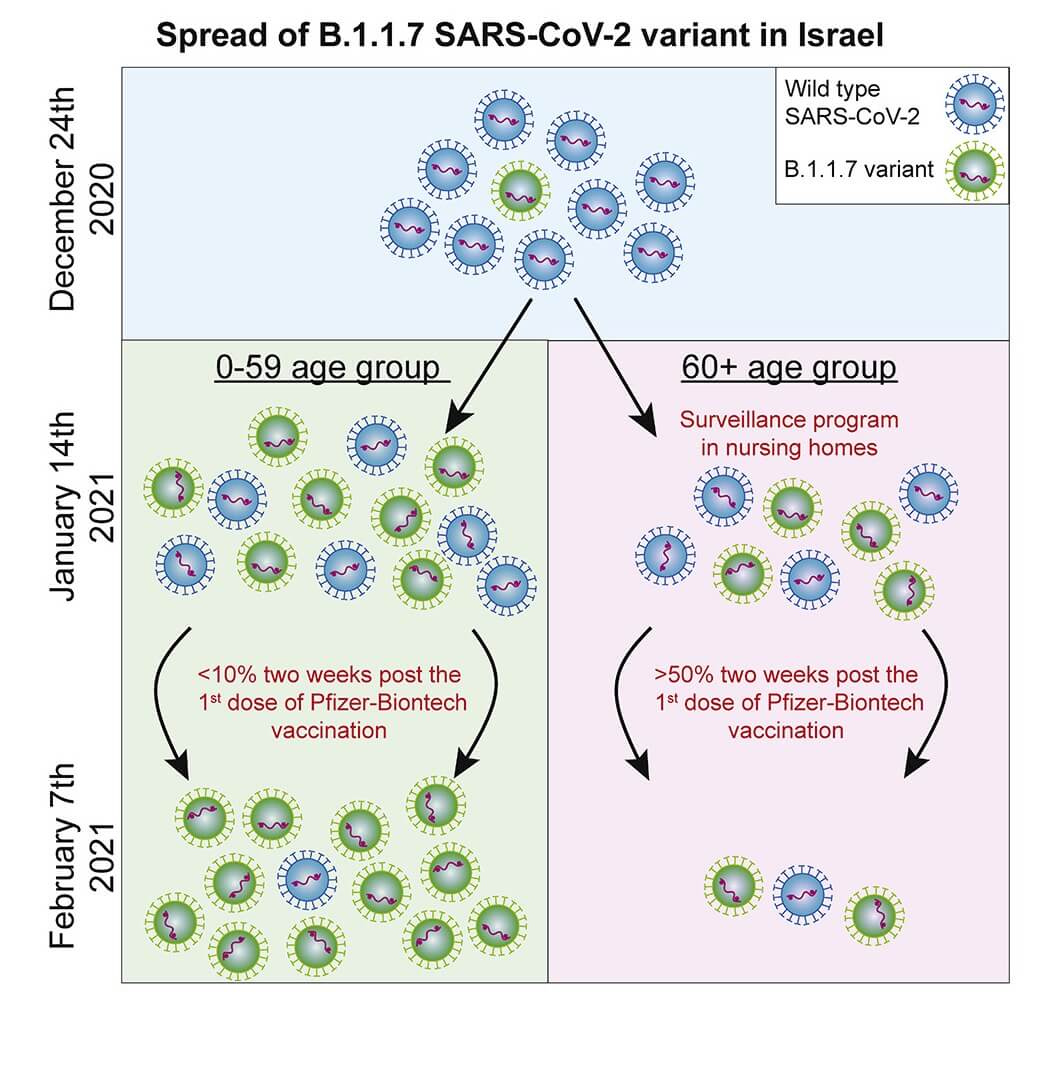 انتشار النسخة البريطانية من فيروس كورونا في إسرائيل، 2021. بإذن من جامعة تل أبيب