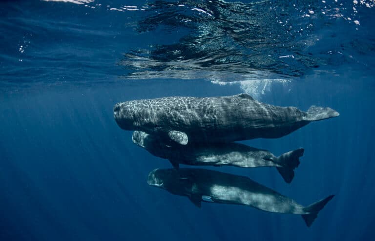 שלושה גורי לווייתן הזרע צילום: אמנדה קוטון