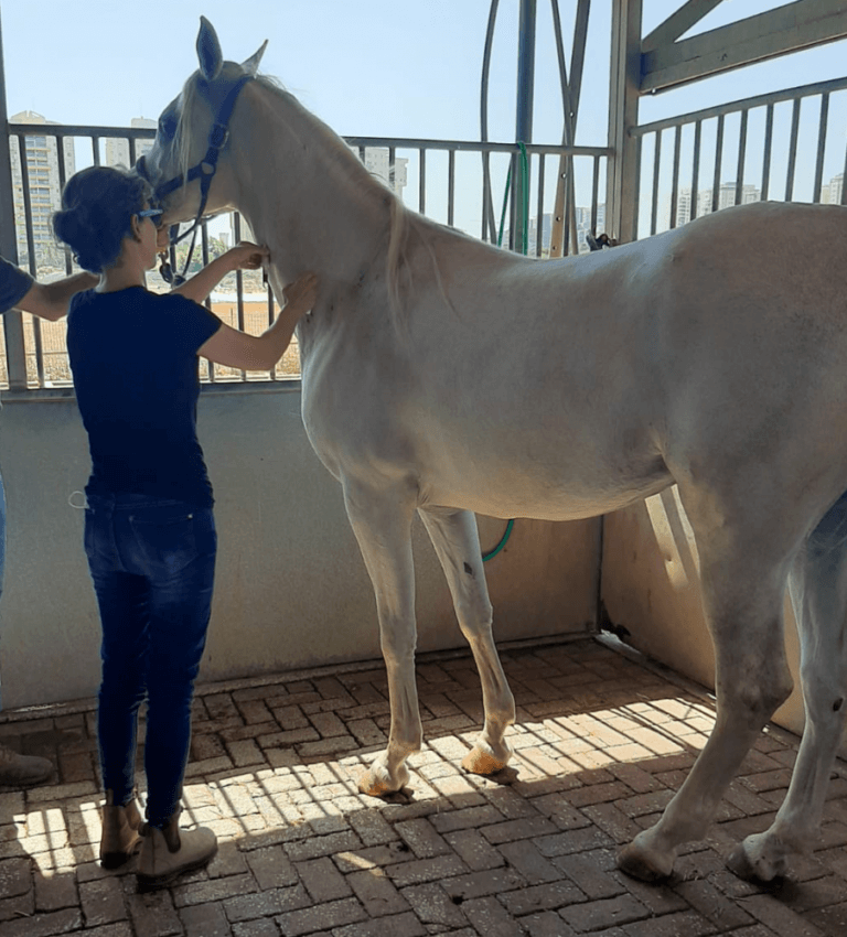 Taking blood from a horse. Photo courtesy of Dr. Gili Schwartz, Faculty of Agriculture of the Hebrew University
