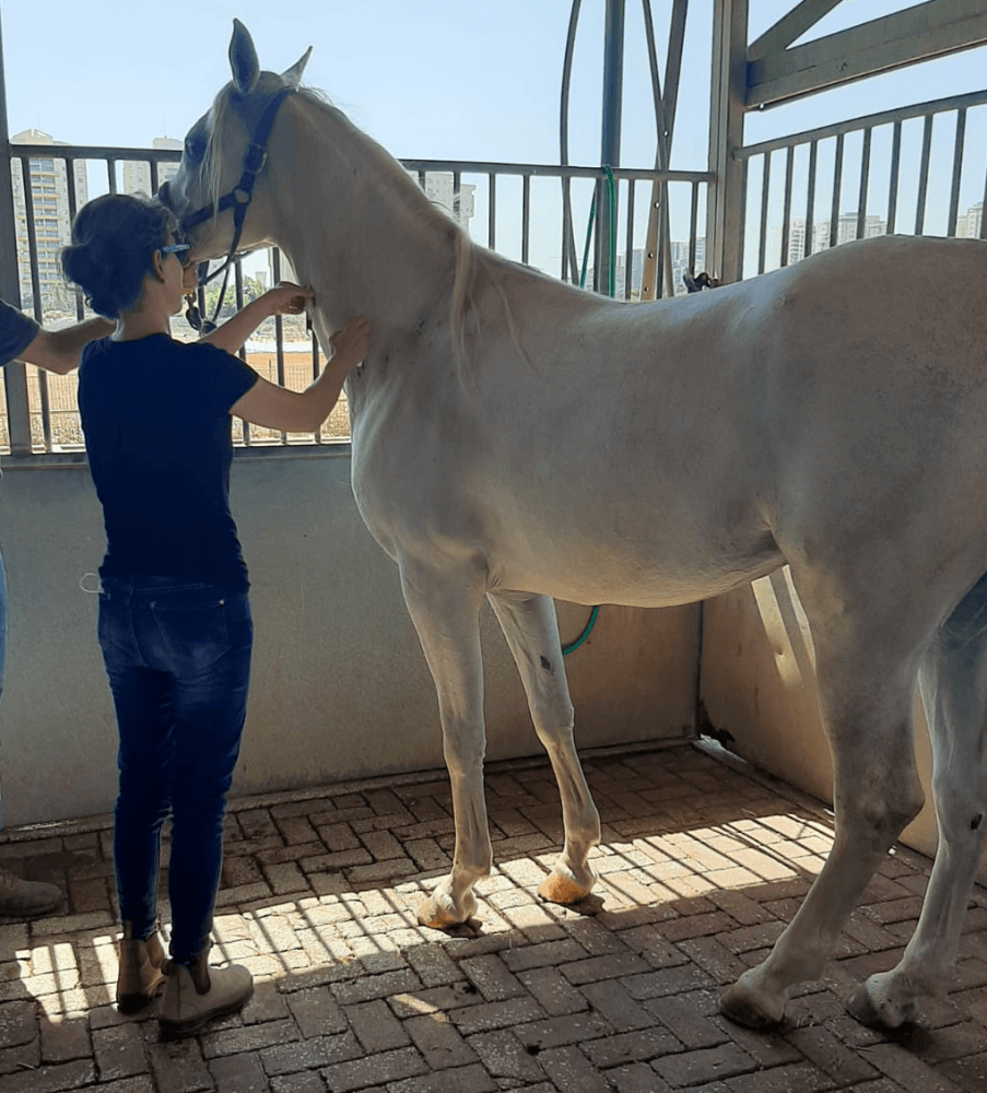 أخذ الدم من الحصان. تصوير: د. جيلي شوارتز، كلية الزراعة في الجامعة العبرية