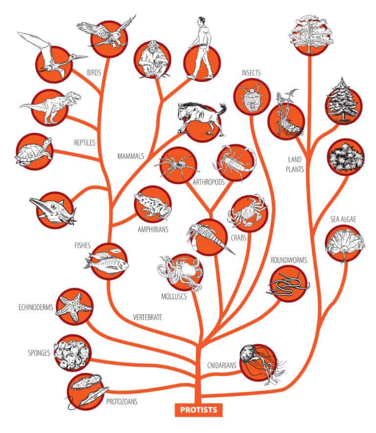 The evolutionary tree of life. shutterstock