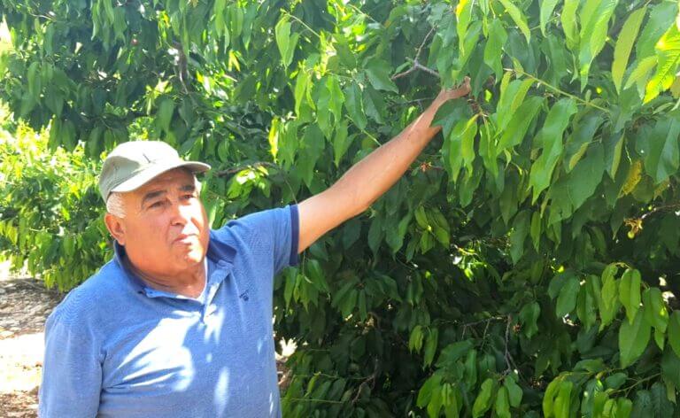 The farmer Louis Elam disappeared in the empty cherry orchards in Gish. Photography by Elam Lewis and Maron