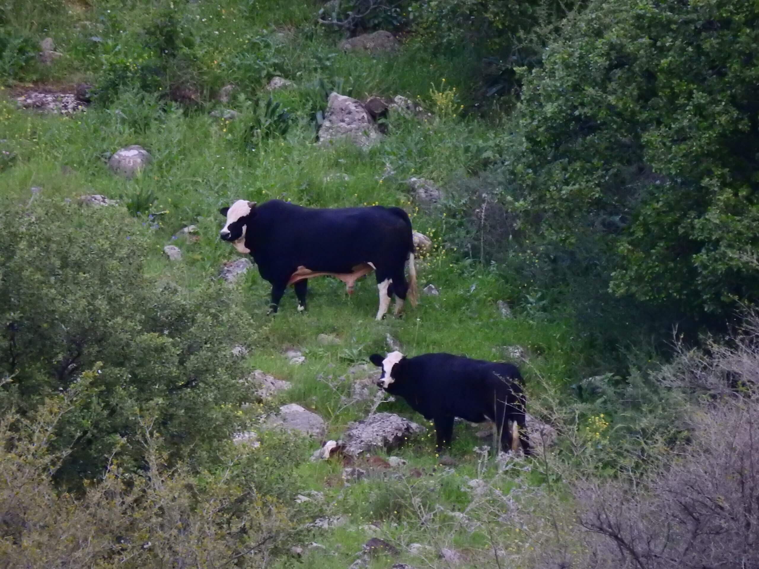 "الأبقار البرية أكثر رياضية، يمكنها الهروب مثل الصاروخ والركض على منحدر مثل الغزلان." الصورة: راشيلي غابرييلي