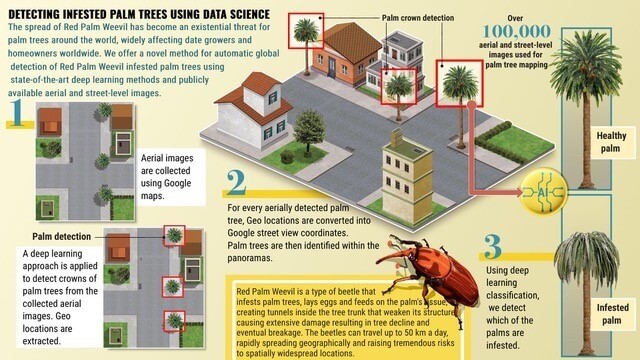 Get a graphic - the palm weevil