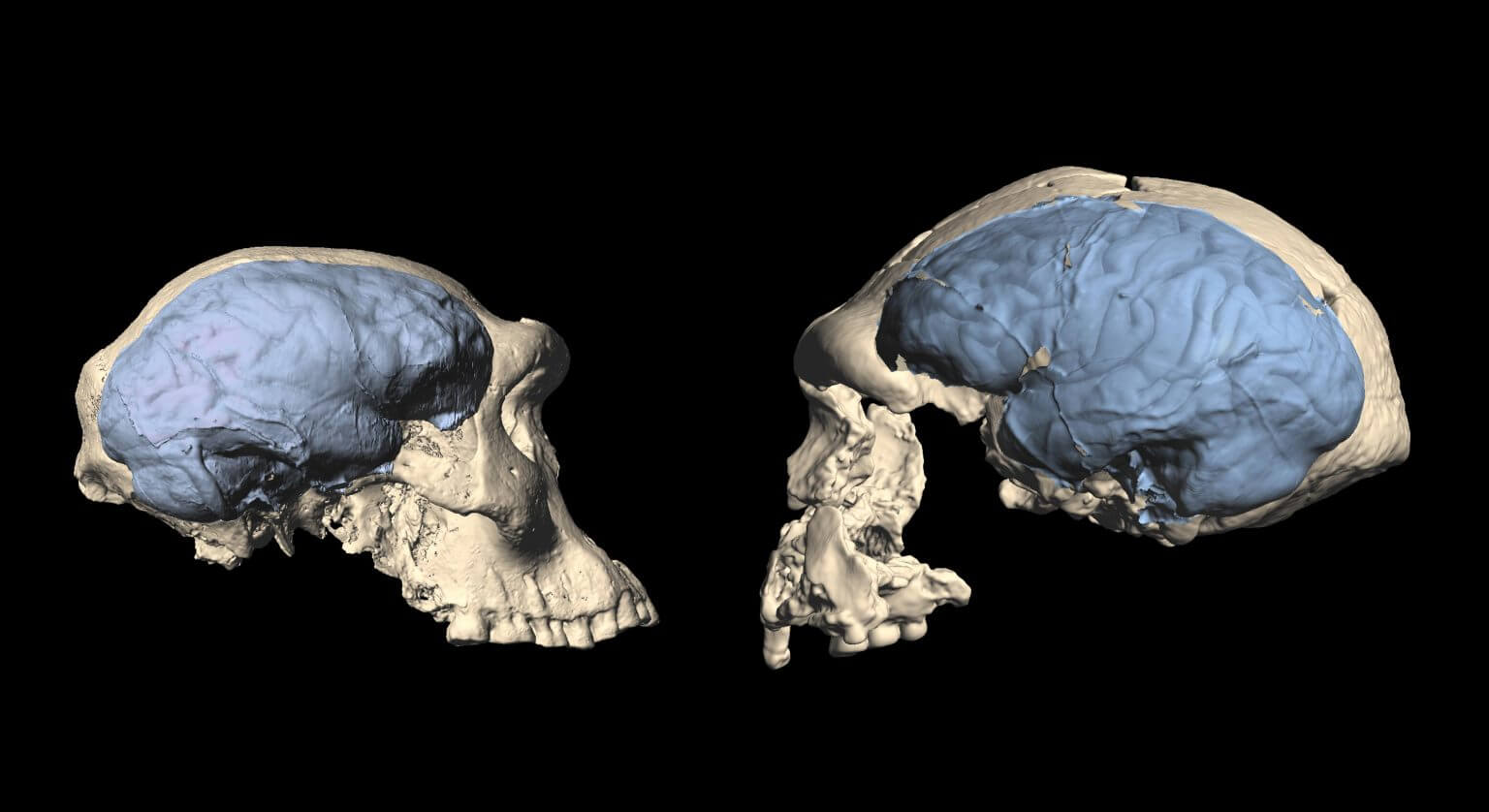 גולגולת של אחד ממיני ההומנינים המוקדמים בגיאורגיה - מוח דמוי-קוף (משמאל) ומאינדונזיה מוח דמוי-אדם (מימין). קרדיט: מ. פונס דה לאון, וצ' זוליקופר, אוניברסיטת ציריך UZH