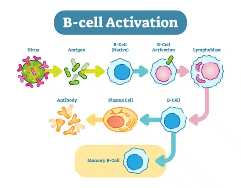 رسم تخطيطي يصور نشاط الخلايا البائية في الجهاز المناعي. . الصورة: موقع Depositphotos.com