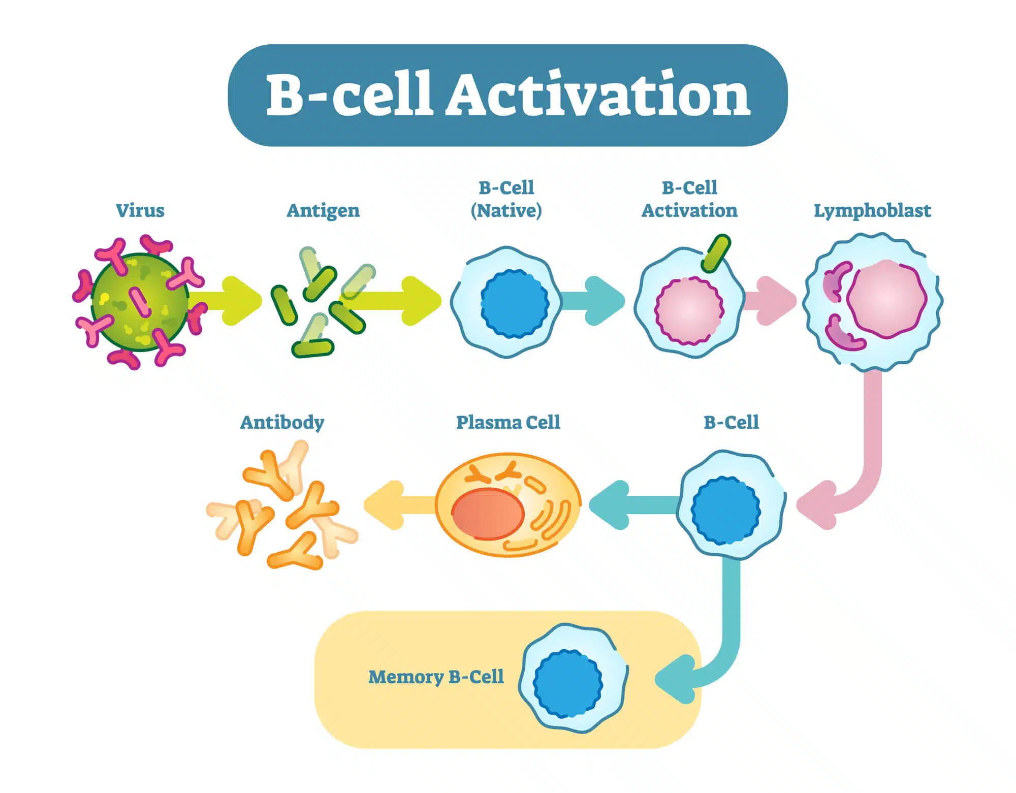 תרשים המתאר את פעילות תאי B של מערכת החיסון. . <a href="https://depositphotos.com. ">צילום: depositphotos.com</a>