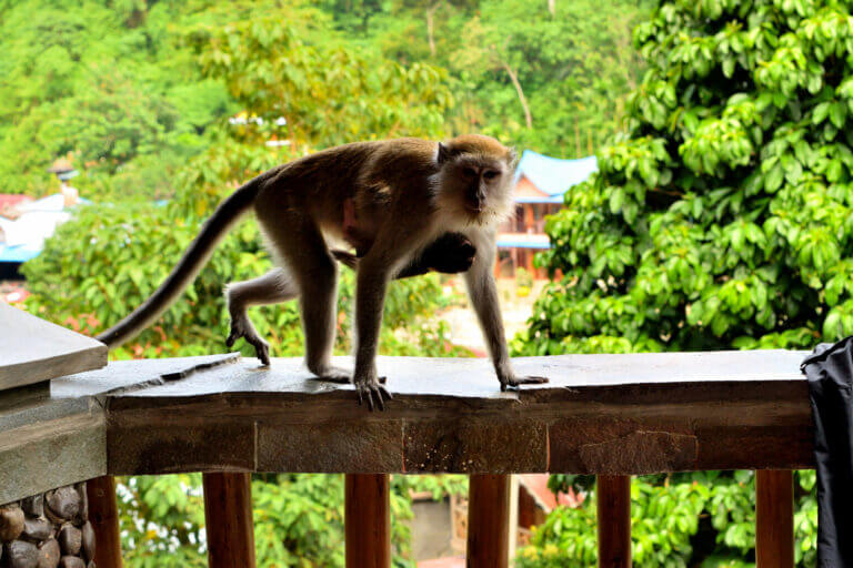 A female long-tailed macaque and its cub in Gunung Leuser National Park, Sumatra, Indonesia. Image: depositphotos.com