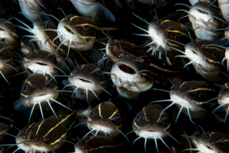 The striped catfish (Plotosus lineatus). Photo: depositphotos.com