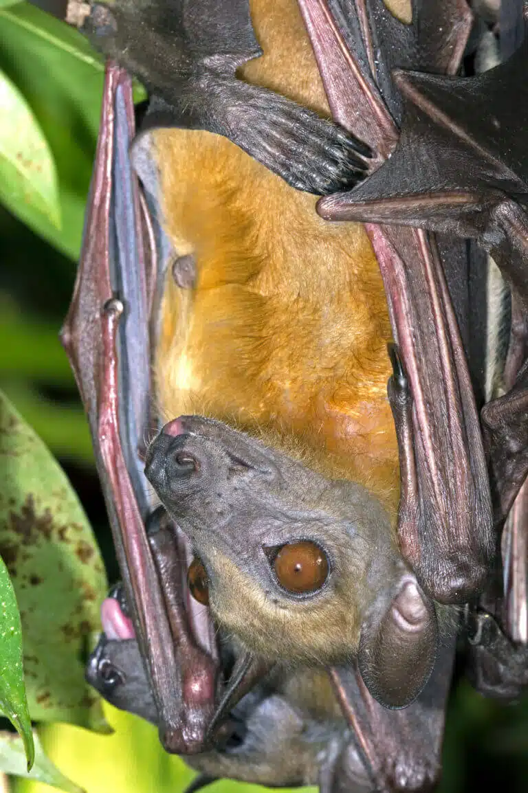 Fruit bat. Photo: depositphotos.com