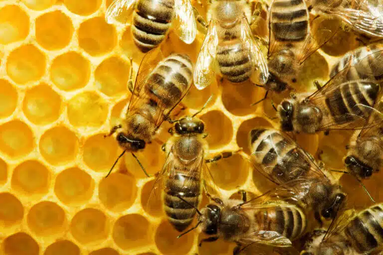 Honey bees. Image: depositphotos.com