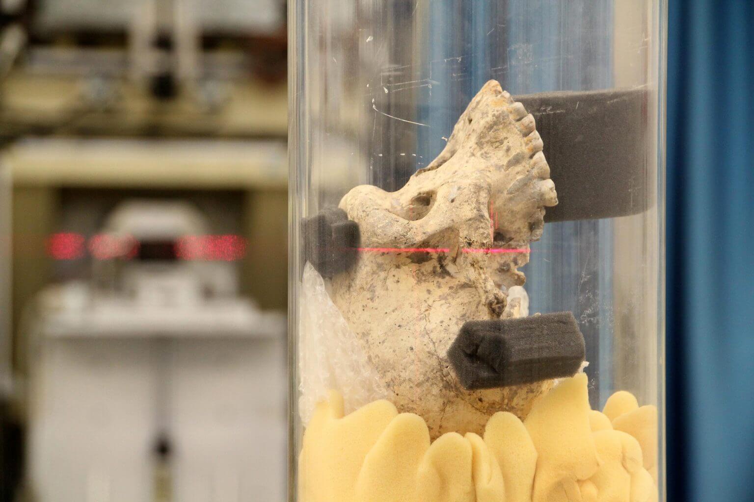 הדמיית סינכרוטרון של גולגולת האדם מדמניסי, במתקן הסינכרוטרון האירופאי בצרפת. קרדיט: פול טרפאו, ESRF