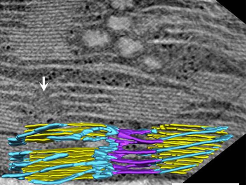 A XNUMXD model of a network of photosynthetic membranes in a plant, based on electron microscope photographs. Thylakoids (in yellow) are surrounded by parking garage-like structures, consisting of ramps curving to the left (in purple) and to the right (in blue)