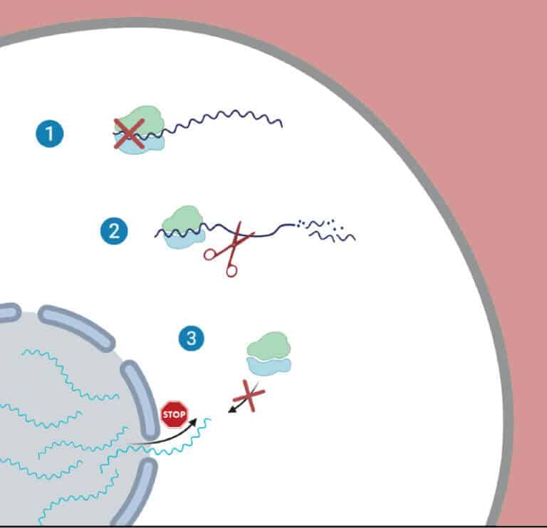 The triple strategy of the corona: 1. A general decrease in the translation products in the cell; 2. Breakdown of messenger RNA molecules of the cell; 3. Preventing the exit of messenger RNA molecules from the nucleus
