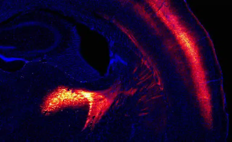 Mouse brain section. The parts illuminated in red - communication pathways between nerve cells that express the mosquito protein. In blue - the cell nuclei