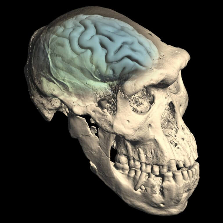 גולגולת פתוחה של הומנין מוקדם שהתגלה בדמניסי, גאורגיה, חשפה את מבנה קופסת המוח. החוקרים נעזרו בטומוגרפיה ממוחשבת ובמערכות זיהוי חזותי. קרדיט: מ. פונס דה לאון, וצ' זוליקופר, אוניברסיטת ציריך UZH