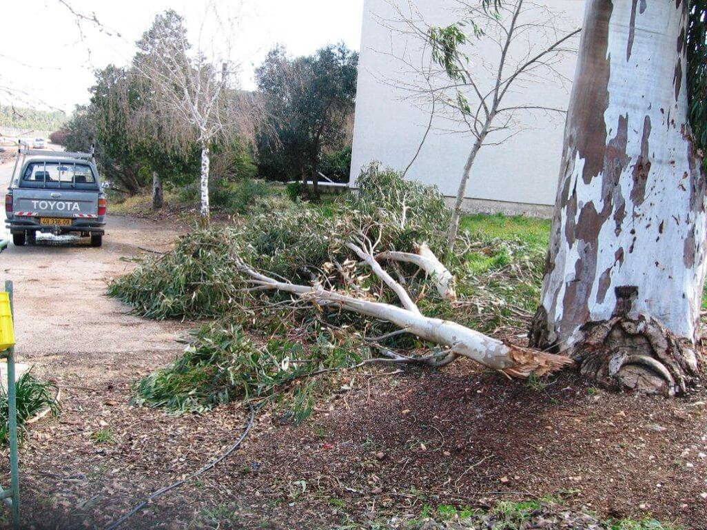 In three incidents, casualties were caused due to falling branches in the summer. Photo: Amnon Bohmhorn, Ministry of Agriculture