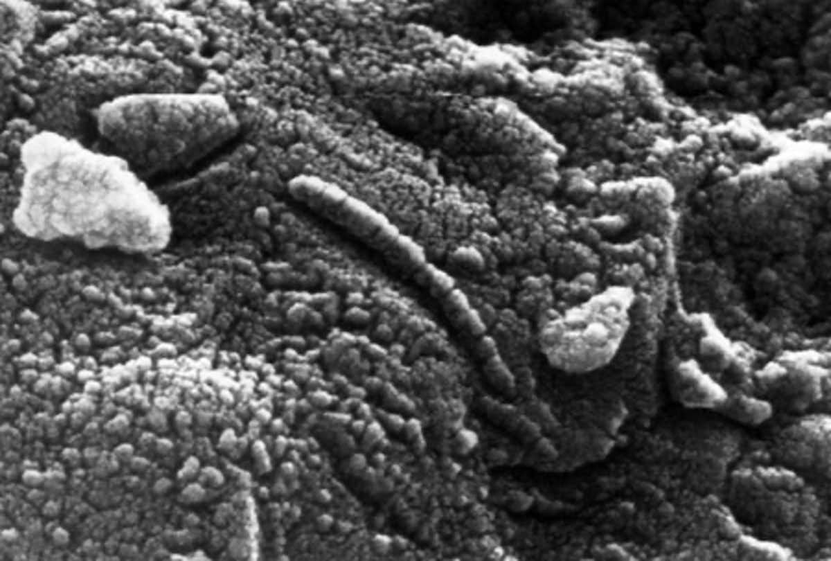 תמונה של המבנים דמויי הצינור במטאוריט שצולמה בסריקה גבוהה במיקרוסקופ אלקטרונים. נאס"א