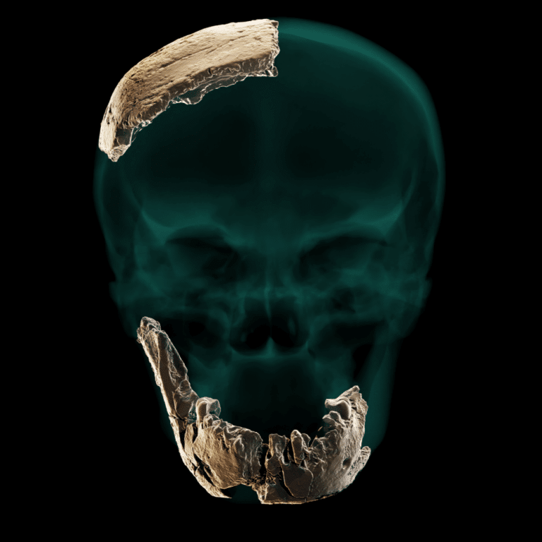 تصور ثابت لجزء من الجمجمة والفك للنوع البشري من نيشر الرملة. الائتمان: جامعة تل أبيب