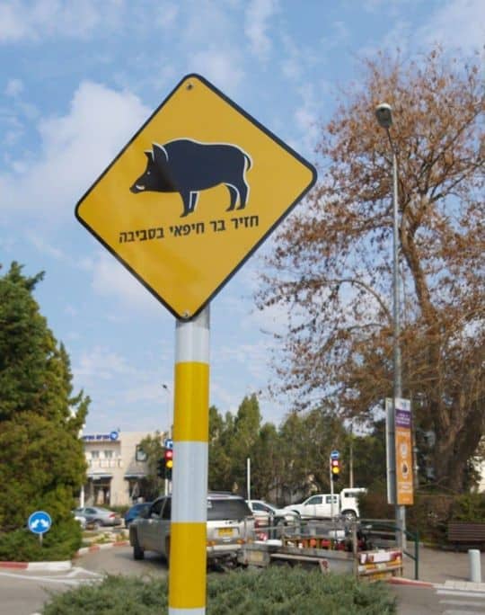 لافتة تحذيرية حول منطقة تتجول فيها الخنازير البرية في حيفا. الصورة: بلدية حيفا