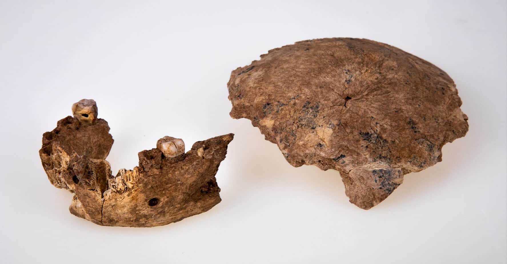 Remains of part of the skull and jaw of the human type from Nesher Ramla.