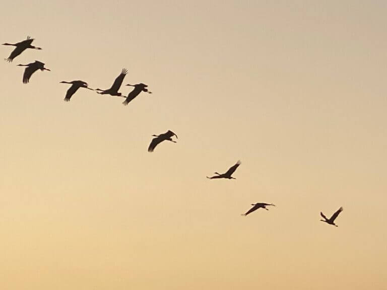 Flying birds. Photo - Spokesperson of the Hebrew University