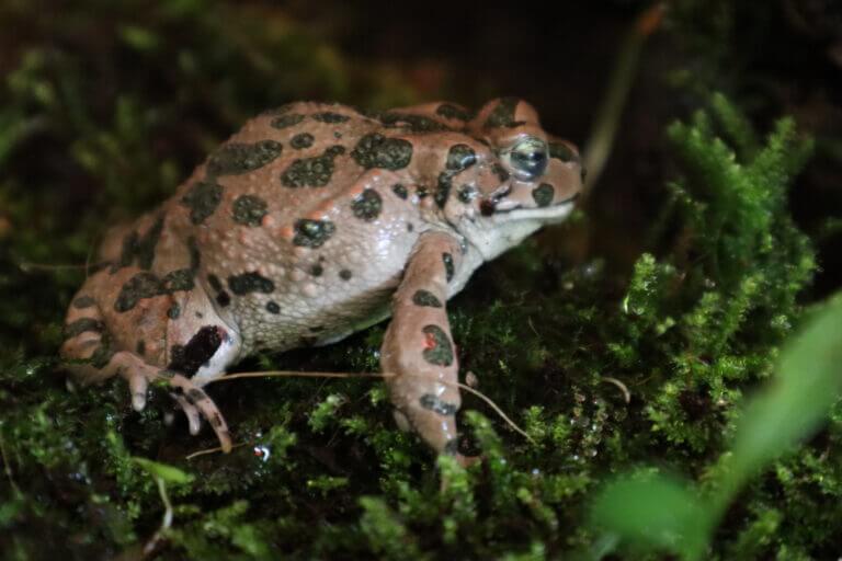 Eleutherodactylus. צילום: אוניברסיטת תל אביב